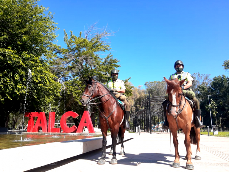 Sección Montada de Carabineros de Talca recorre hasta 40 kilómetros diarios para brindar seguridad