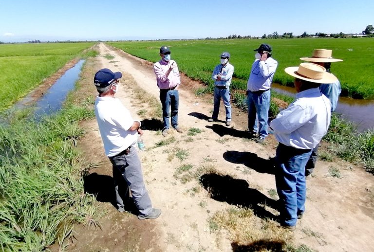 En el Maule se cultiva nueva variedad de arroz resistente a herbicidas y las bajas temperaturas