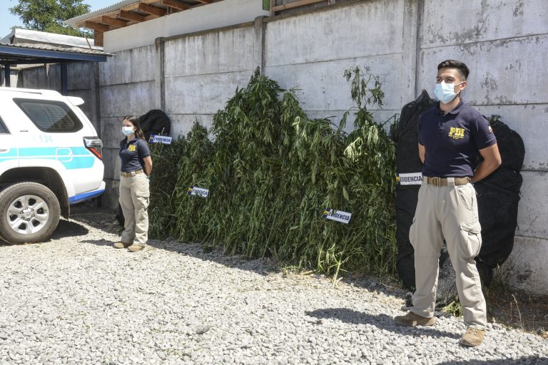 Importante decomiso de marihuana  en sector precordillerano de Hualañé