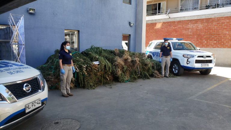 PDI incauta marihuana avaluada en más de cuatro mil 600 millones de pesos