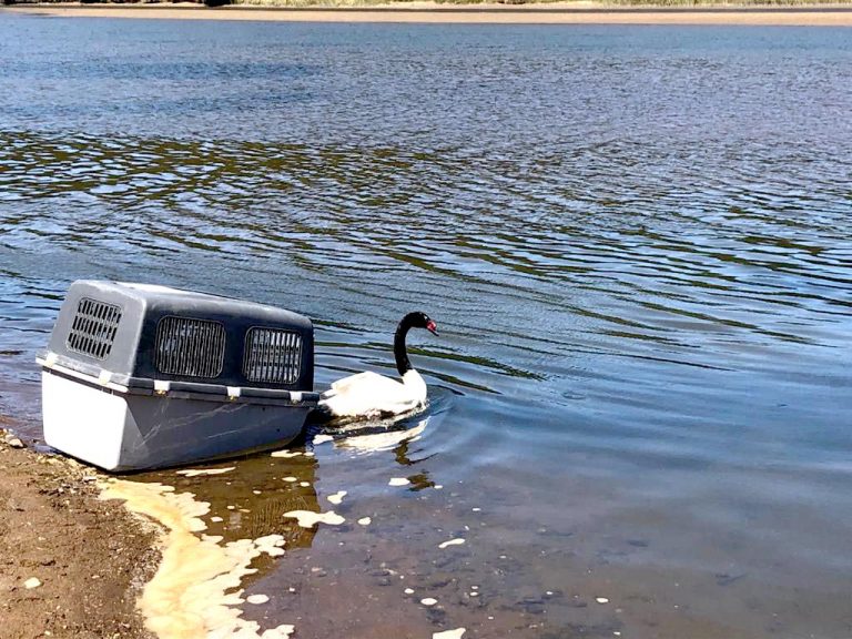 Cisne de cuello negro es devuelto a su hábitat natural por SAG Maule