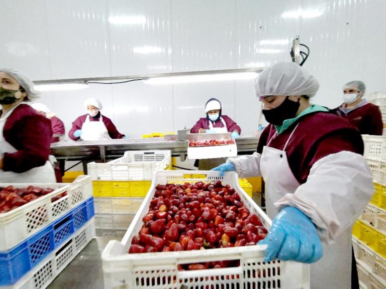 Autoridades asesoran en materia de protocolos sanitarios al sector agrícola