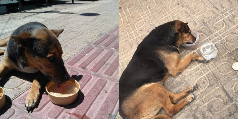 Fundación Paticorta busca paliar efectos negativos de la Cuarentena