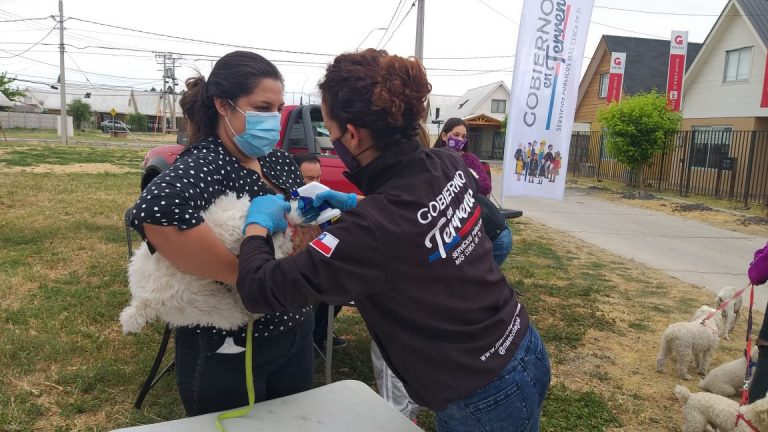 Programa “Mascota Protegida” estará hoy en Molina y Teno
