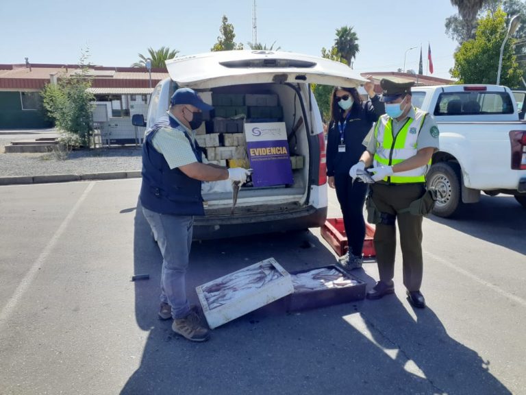 Incautan 1.800 kilos de merluza común que era transportada sin acreditación