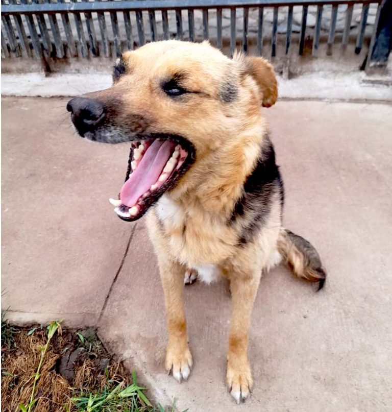 Organizaciones animalistas invitan a jornada de adopción