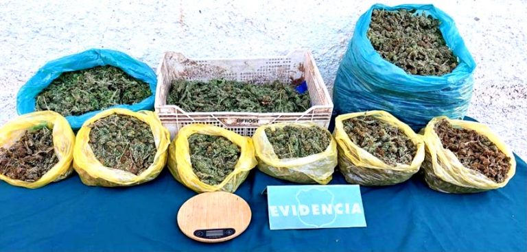 Madre e hijos fueron detenidos  por cultivo y tráfico de marihuana