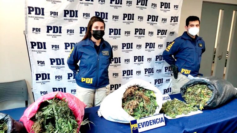 Gigantesca incautación de droga en Colbún: PDI decomisó 15 mil plantas y 105 kilos de cannabis