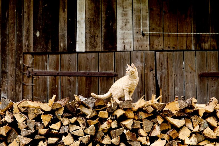 Extienden plazo de postulación a concurso “Sello Calidad de la Leña”