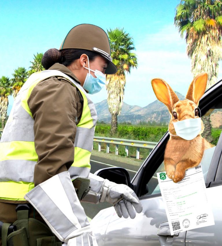 Carabineros otorga un salvoconducto especial al Conejo de Pascua