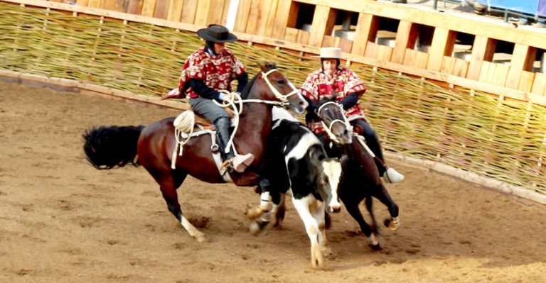 Rodeo “al aguaite” para retornar a la medialuna