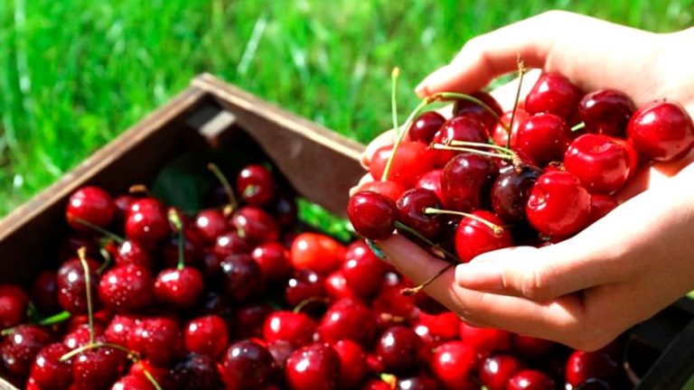 China y Estados Unidos reciben el 53% de exportaciones de productos maulinos