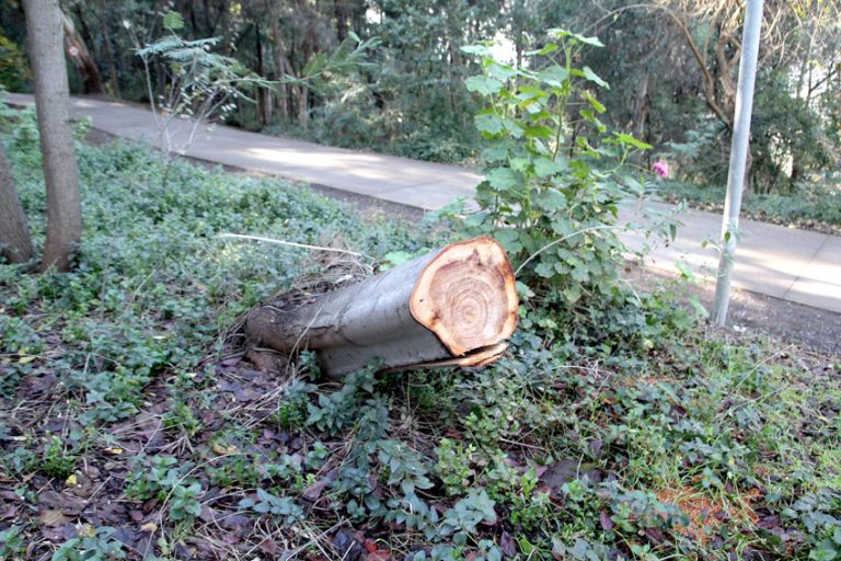 Departamento de Aseo y Ornato ejecuta labores de despeje de ramas