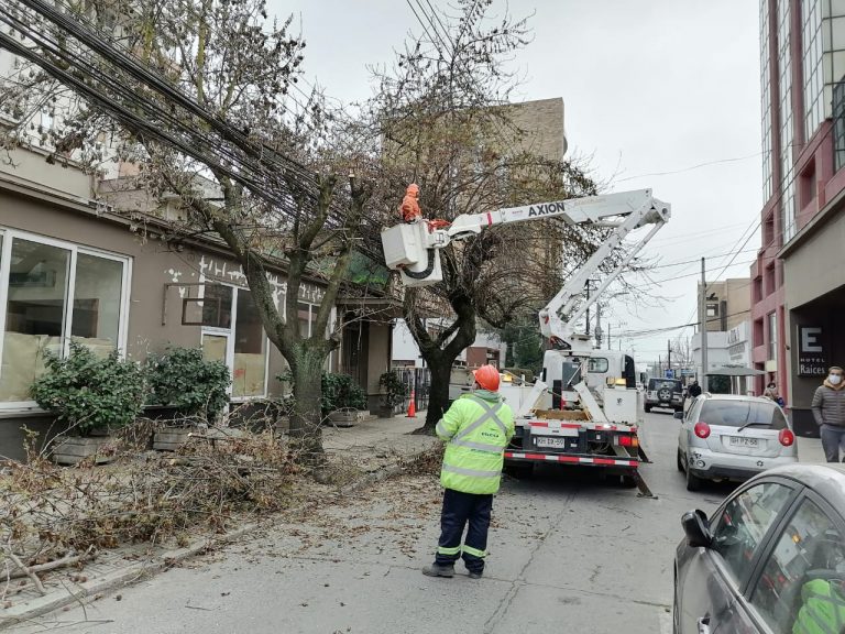 Departamento de Aseo realiza podas  en varios sectores de Curicó