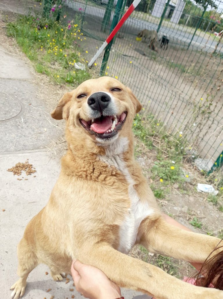 Fundación Paticorta invita a jornada de adopción