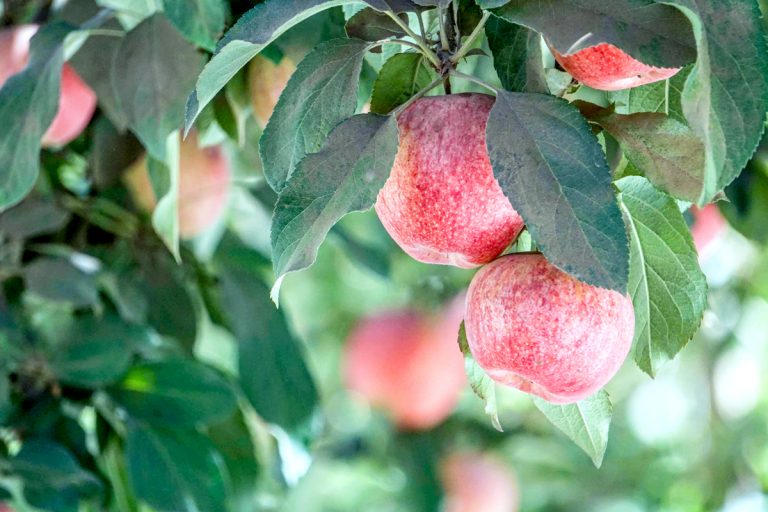 UTalca logra su primer licenciamiento internacional con tecnología para conservar manzanas y peras postcosecha