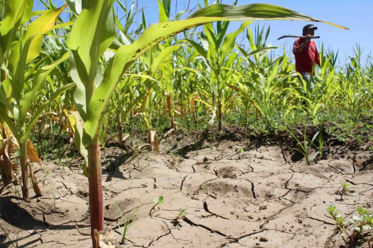 Ministerio de Agricultura decreta Zona de Emergencia Agrícola para el Maule