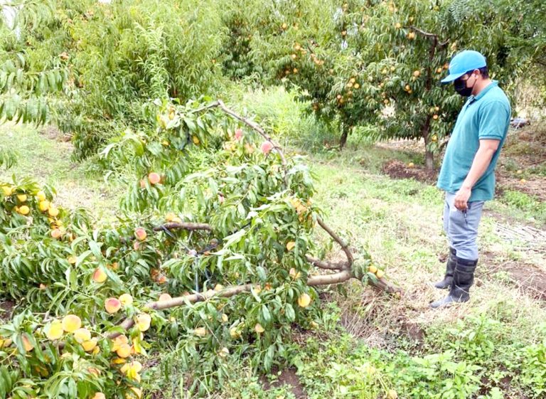 Advierten que sistema frontal podría afectar la producción frutícola