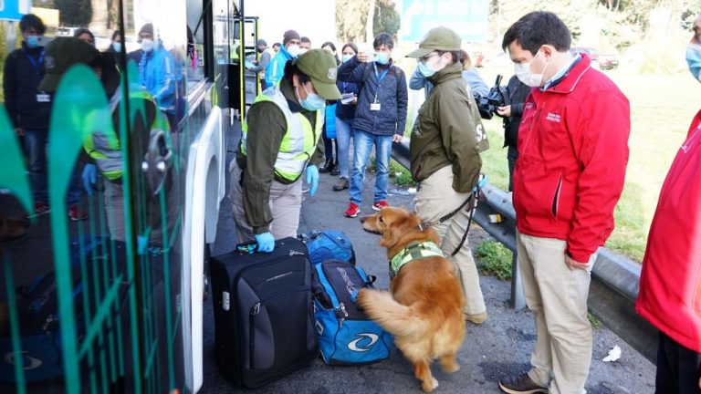 Balance de Fiestas Patrias: Un fallecido y 83 accidentes se registraron en el Maule