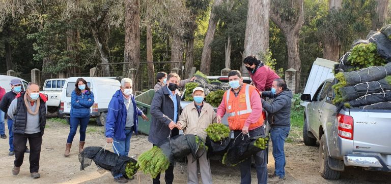 Corma ayuda a impulsar reforestación de bosques  que se quemaron en comunas de Región del Maule
