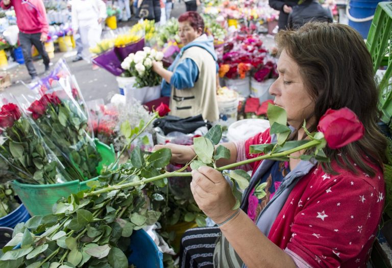 Sector agrícola pierde participación y mercado  laboral femenino crece lentamente en la región