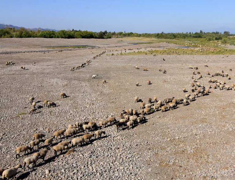 Investigadora explica el impacto que genera un año seco en la agricultura y la ganadería