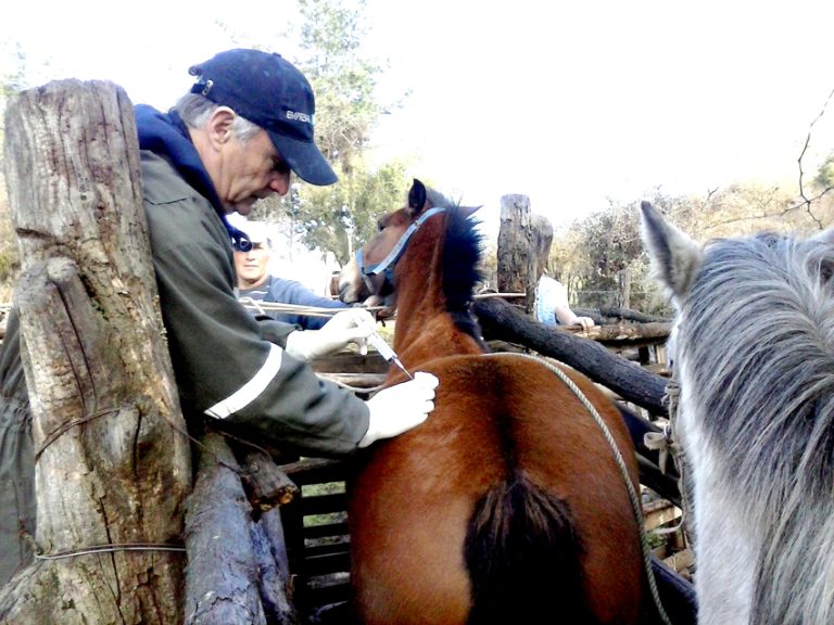 Pronto se inician los operativos pecuarios