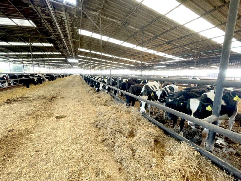 Mil 600 vaquillas procedentes del Maule fueron embarcadas con destino a China