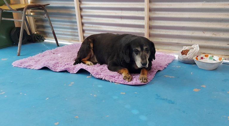 Mascota involucrada en accidente de  tránsito se “reencontró” con su familia