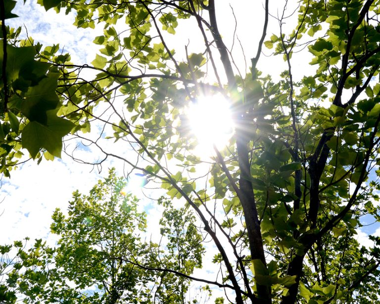 Advierten negativas consecuencias en cultivos ante nueva “ola de calor”