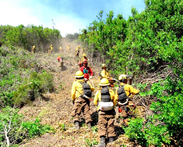 “Ola de calor” obliga a monitorear ocurrencia de incendios forestales