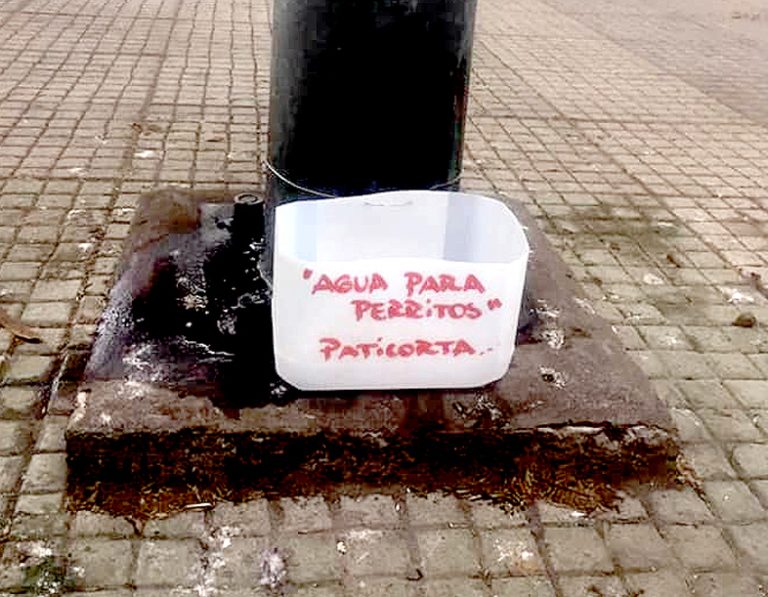 Llaman a cuidar los bebederos para perros