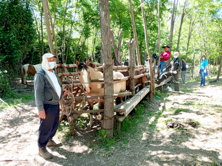 Se reiniciaron operativos pecuarios en Curicó