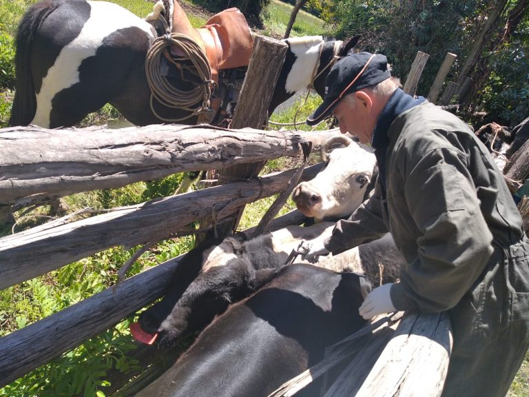 En Corral de Pérez continúan hoy los operativo pecuarios