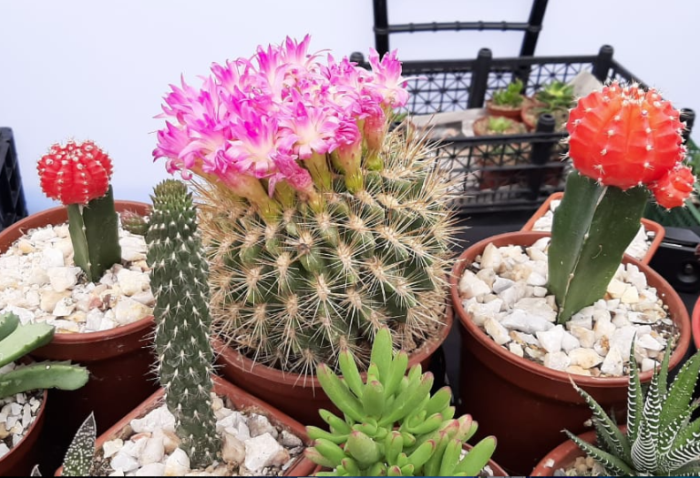 Hasta hoy se presenta Mercado Campesino