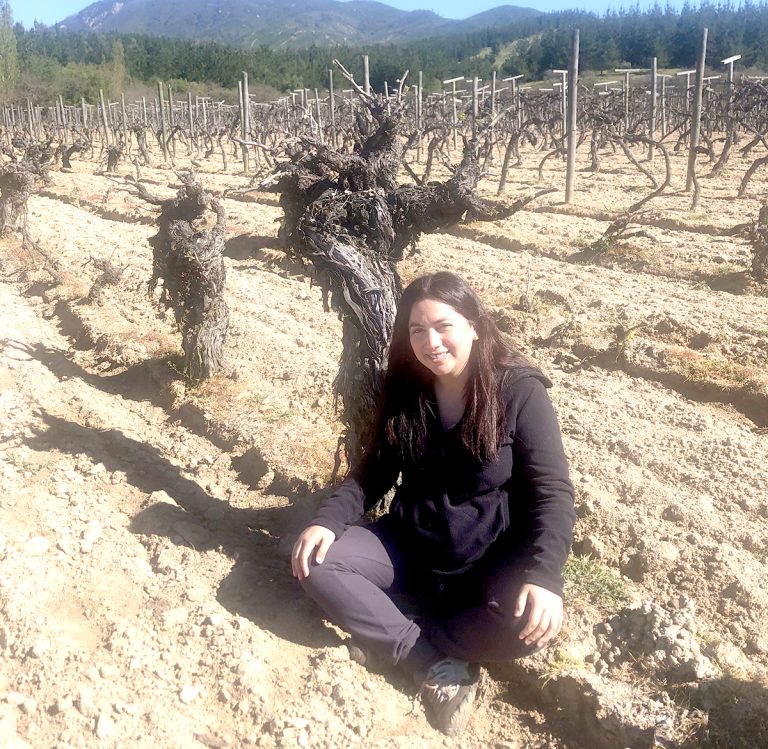 Identifican antiguas variedades viníferas en viñas patrimoniales de la Región del Maule