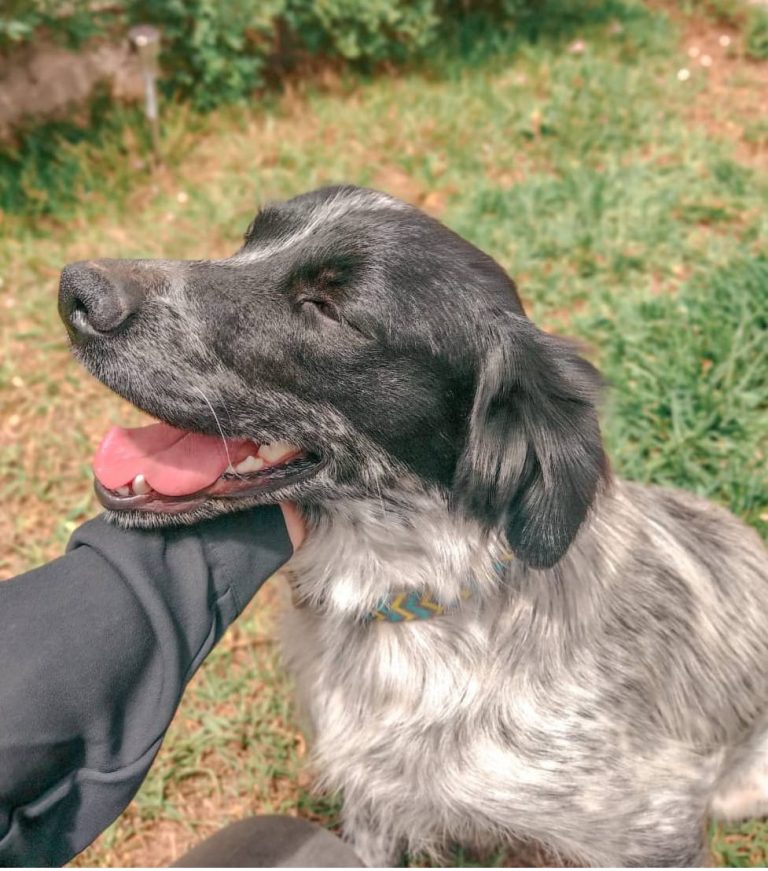 Invitan a nueva jornada de adopción de perritos