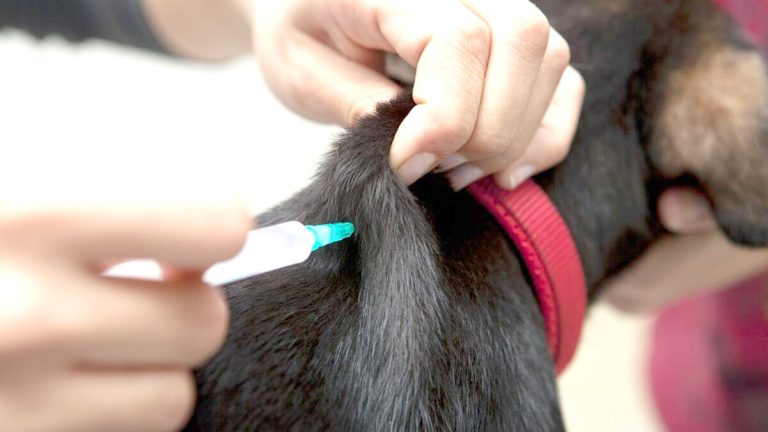 Colmevet Maule valora sentencia por ejercicio ilegal de médico veterinario