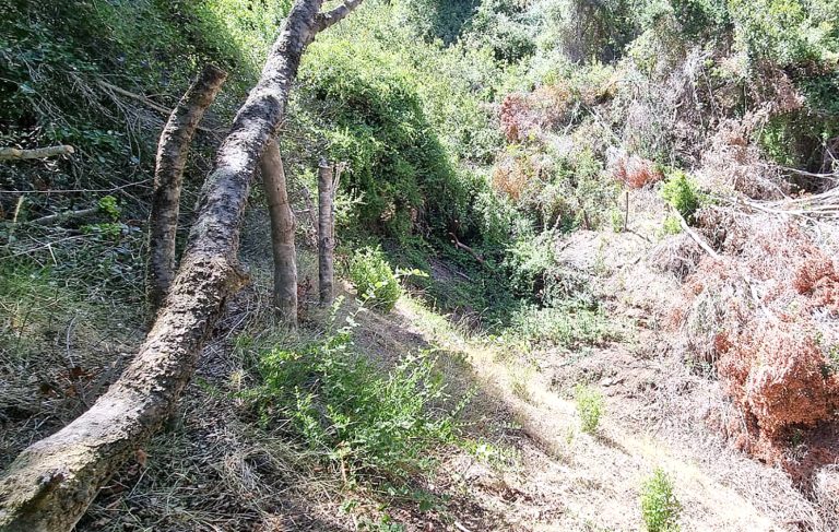 Antinarcóticos descubre plantación de  marihuana en sector rural de Curepto