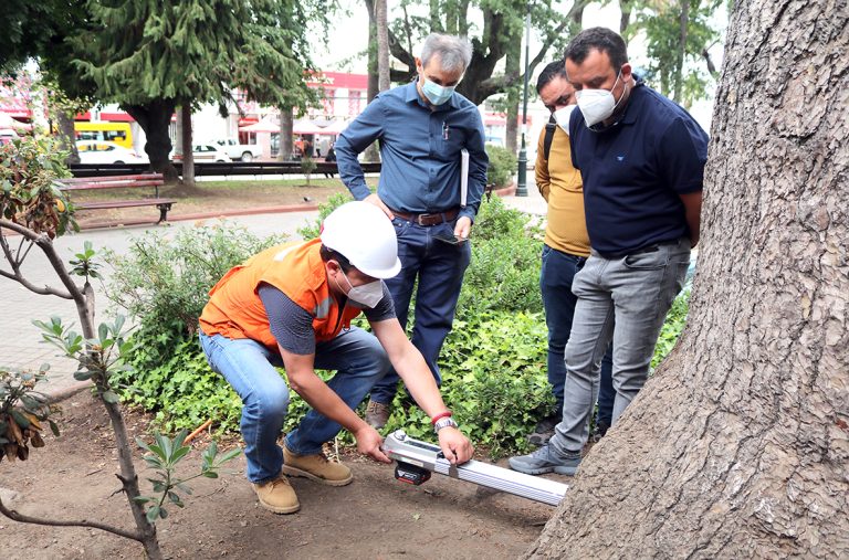 Plaza de Armas: Estudio recomienda retirar deteriorado roble americano