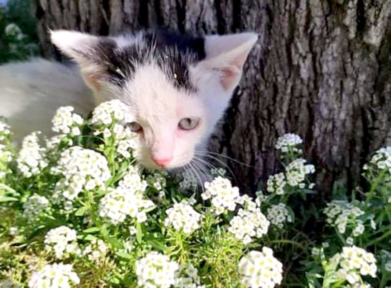 Invitan a jornada “adopta un amigo”