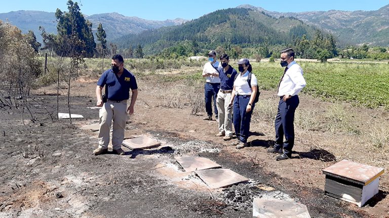 Apicultor es apuntado como el autor de incendio de tipo forestal en Romeral