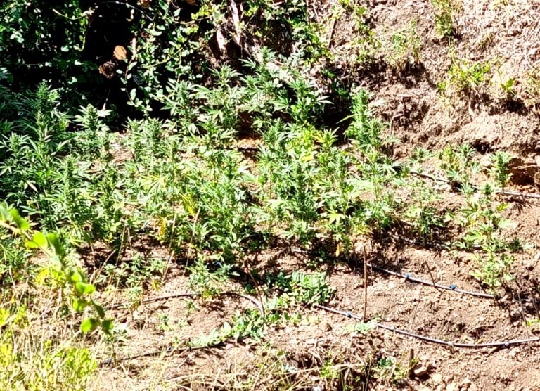 PDI detectó plantación de de marihuana en Curepto