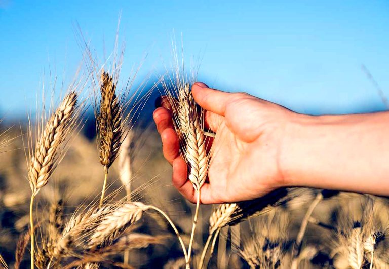 Agrícola Central descarta escasez de alimentos por sequía, pero advierte posible alza de precios