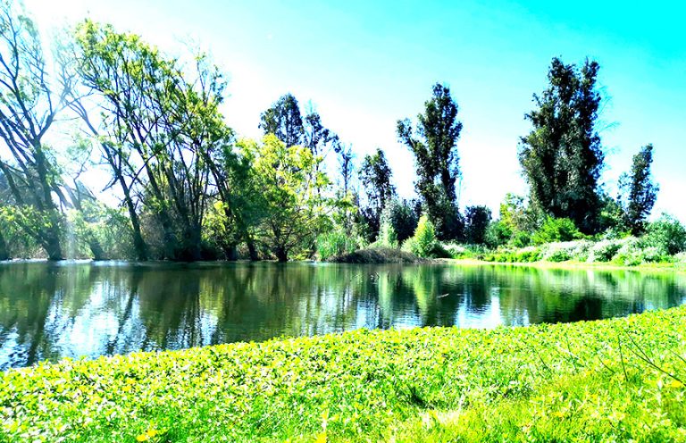 Buscan resguardar primer humedal urbano en Teno