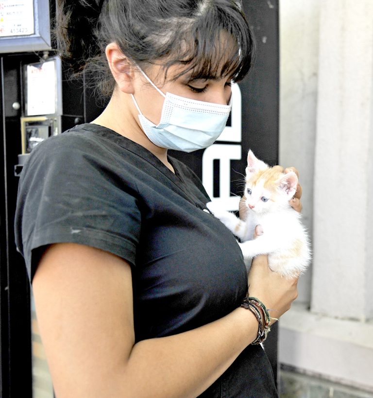 Agrupaciones animalistas desarrollaron nueva jornada de adopción de mascotas