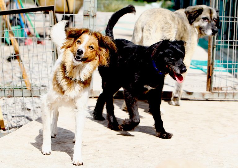 Invitan a adoptar mascotas del canil municipal de Curicó