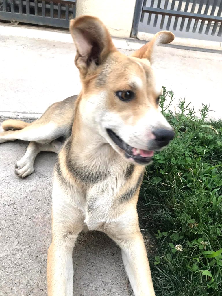 Concejala expresó su inquietud por el  incremento de mascotas abandonadas