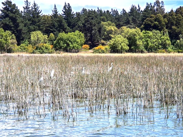 Publican guía para denunciar actividades que afectan humedales