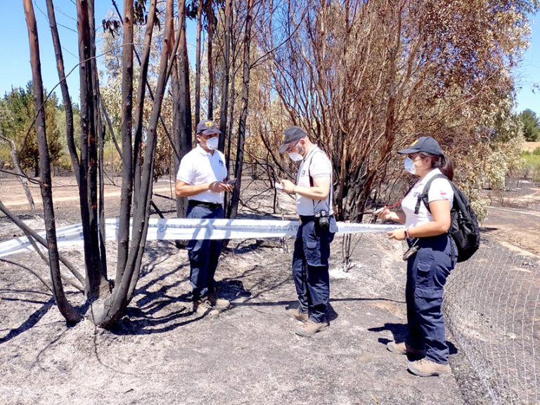 556 incendios forestales han arrasado 3.107 hectáreas en Región del Maule